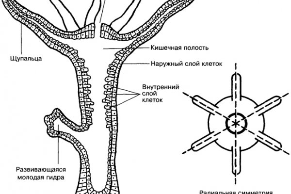 Можно вывести деньги с кракена