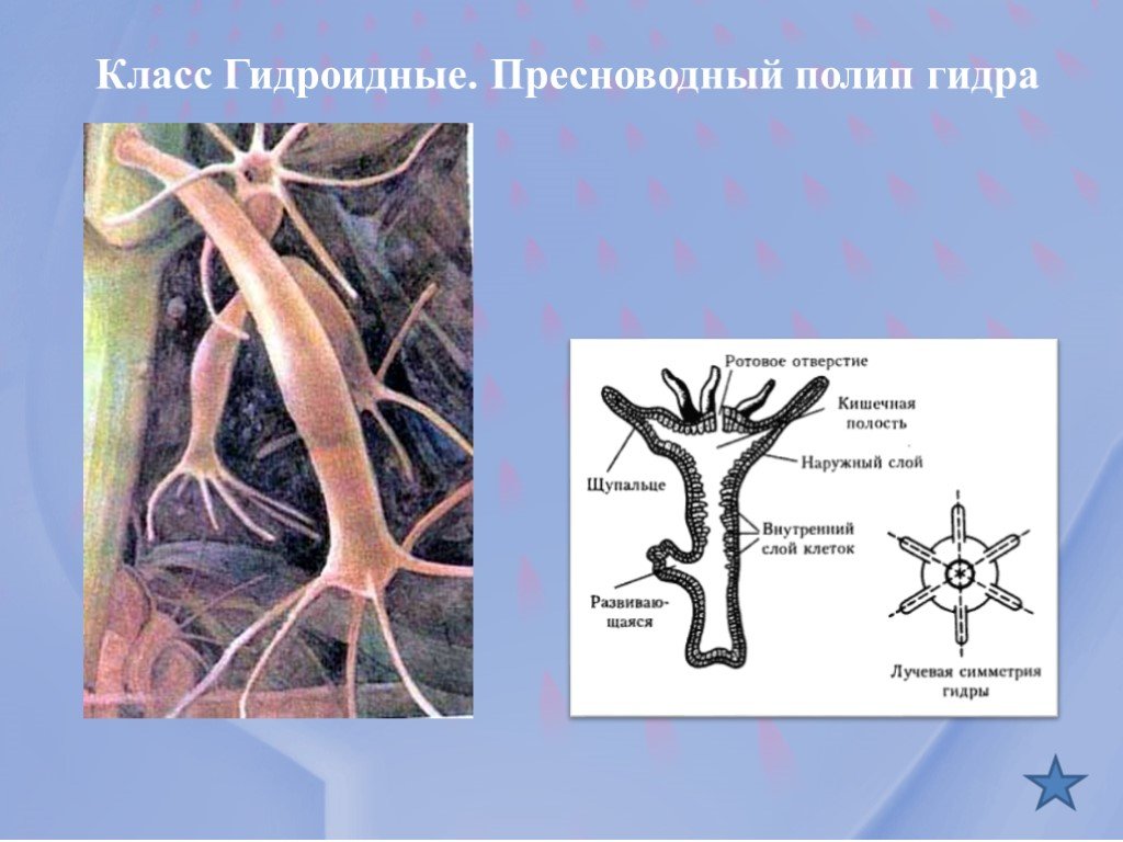 Кракен актуальные ссылки на сегодня