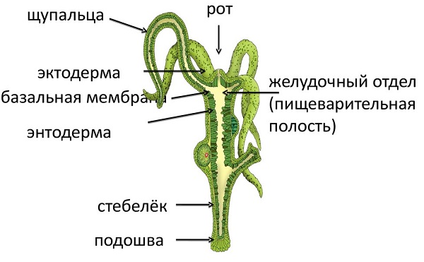 Кракен площадка зеркало